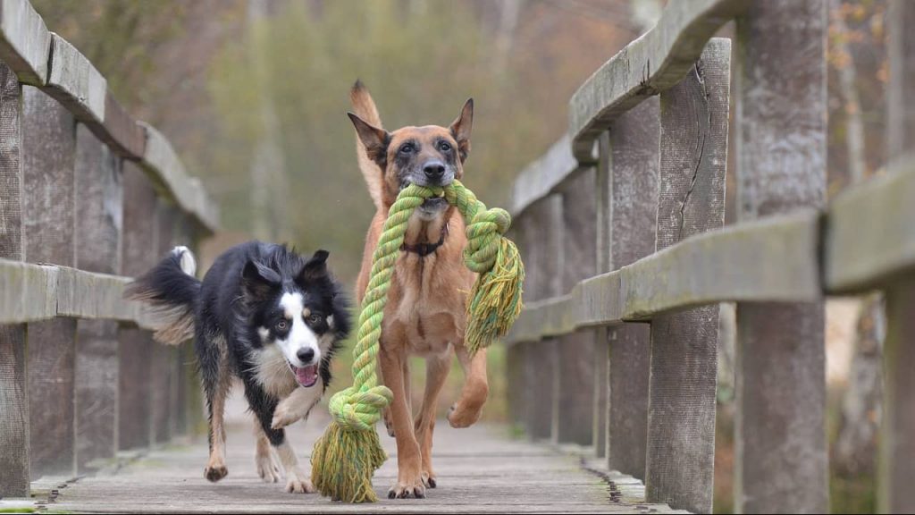 working dog toys