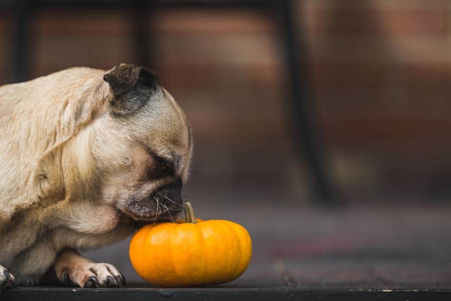 A cute dog smelling a pumpkin