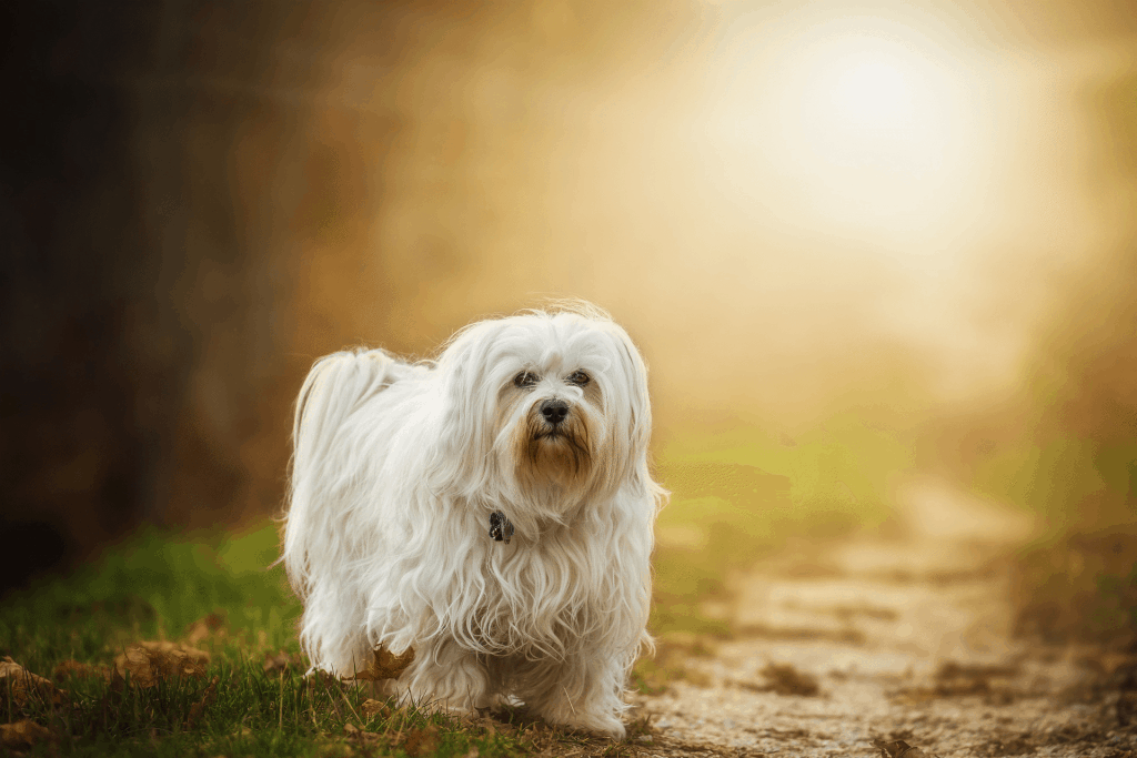 A havanese dog standing in the grass with the sun behind them