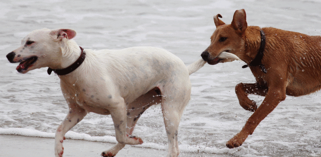 A picture of dogs playing on a beach