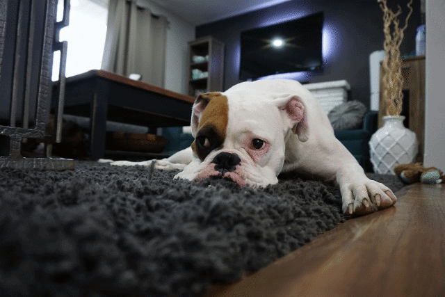 A picture of a bulldog laying on a carpet in a house