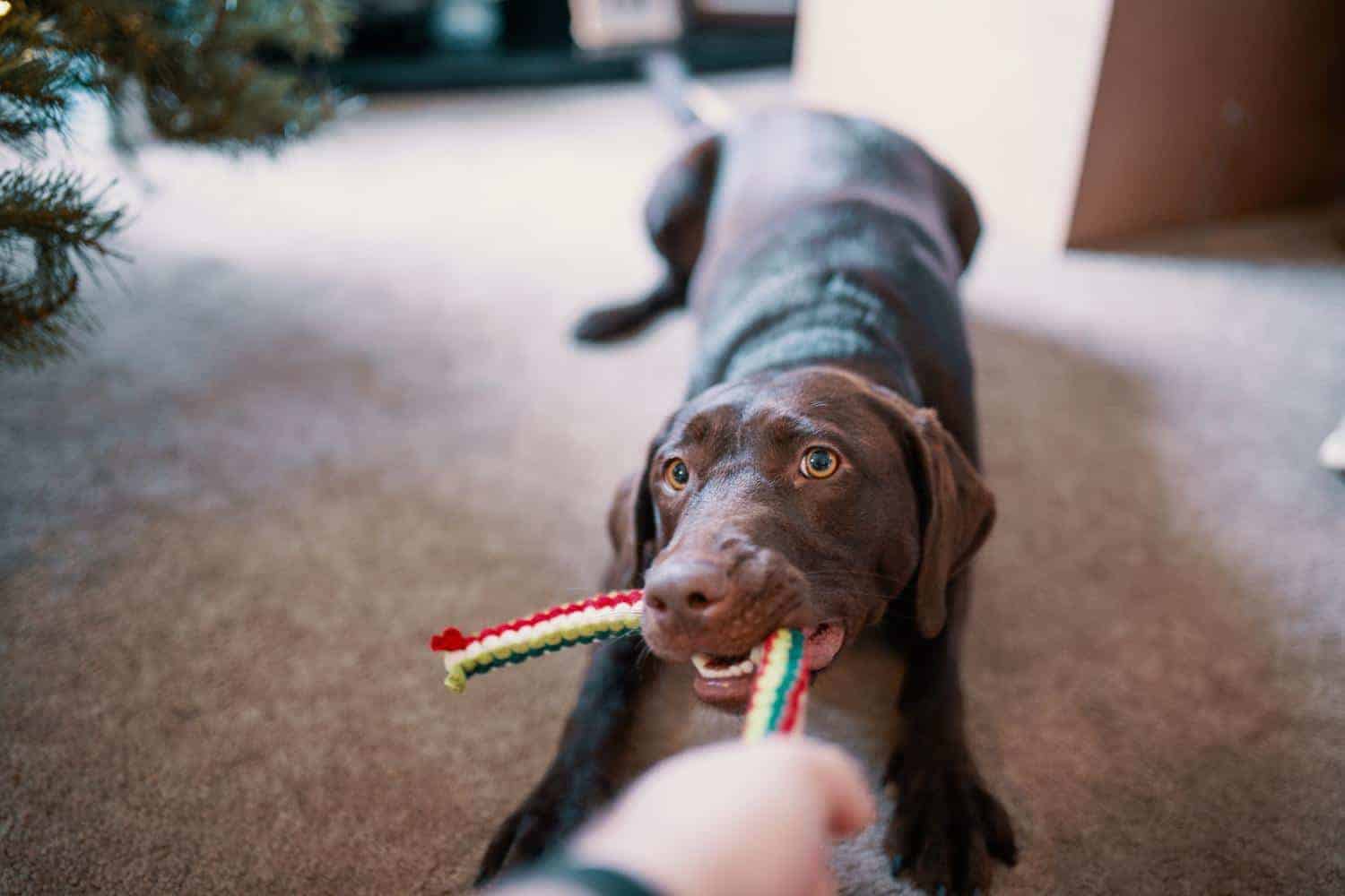 kevlar stuffed dog toys