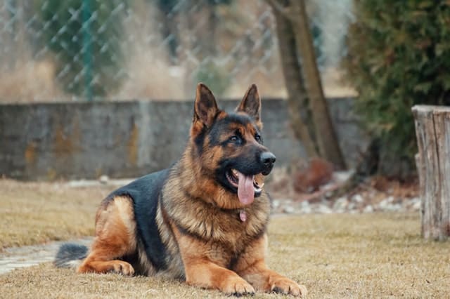 A picture of a german Shepard laying down