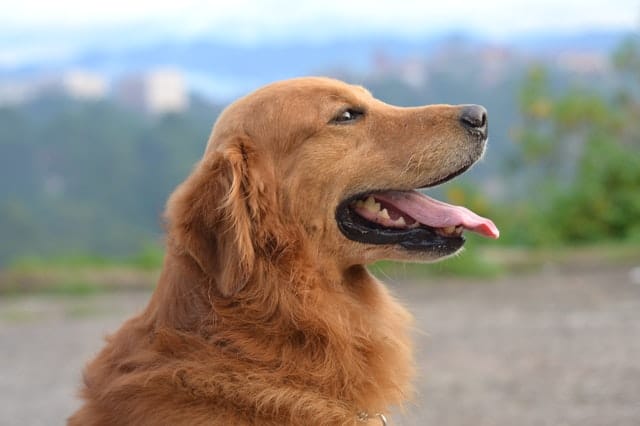 A picture of a golden retriever
