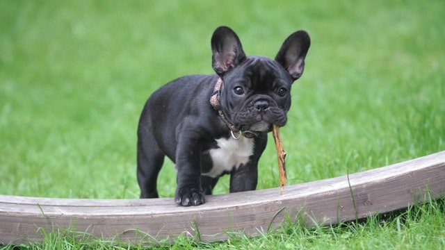 A picture of a french bulldog chewing a stick