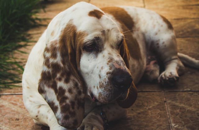 A picture of a basset hound laying down