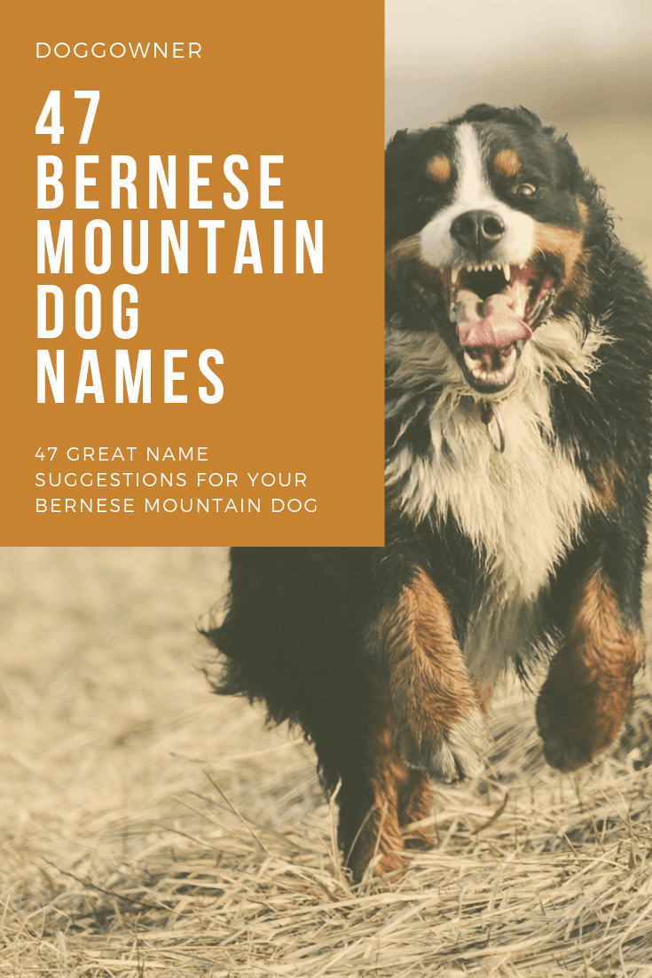 47 Bernese Mountain Dog Names | DoggOwner