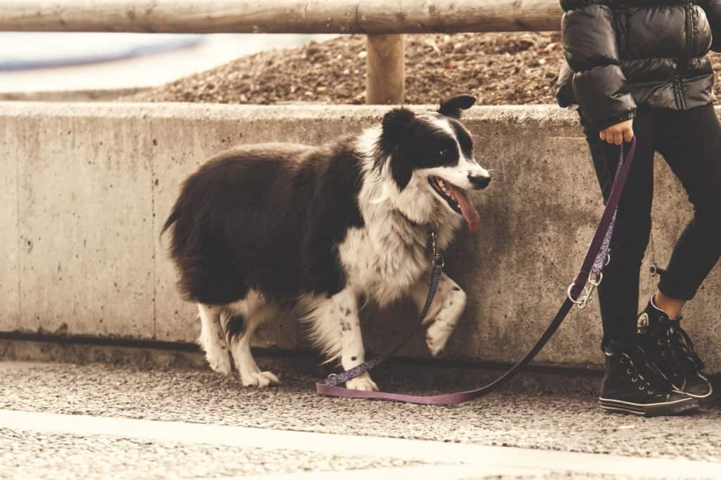 A dog on a walk with a leash on them.