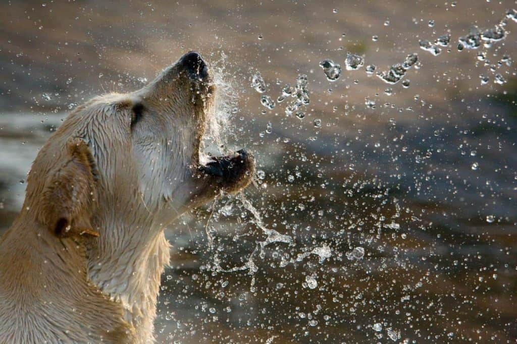 A dog chomping at water that is splashing on them