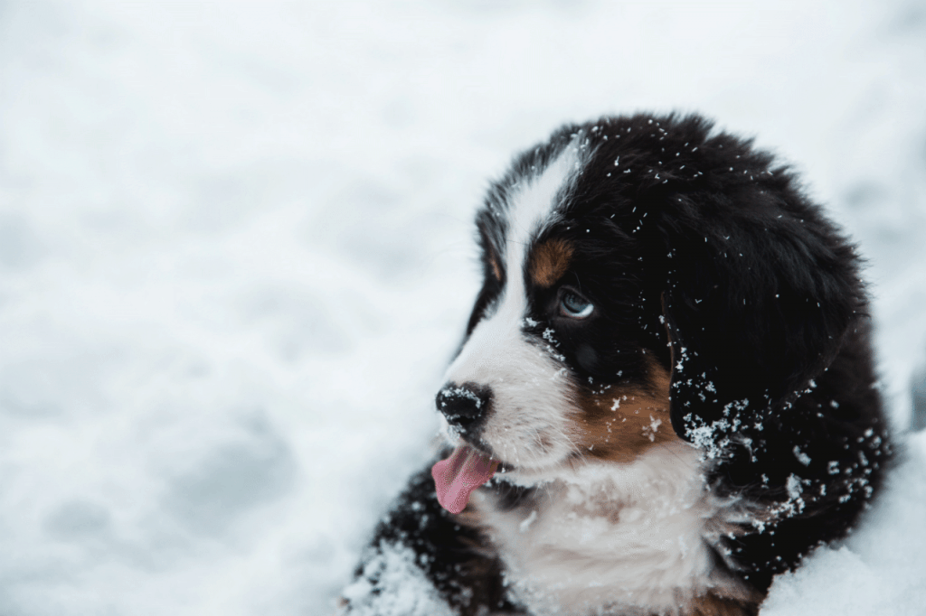 A bernese mountain dog puppy laying in the snow