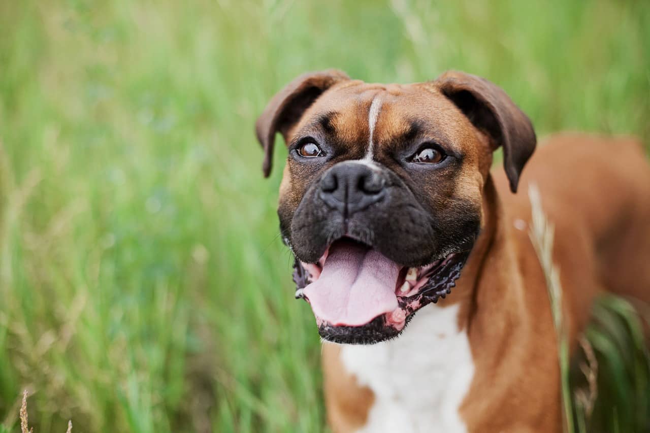 5 Best Dog Foods For Boxers in 2020 DoggOwner