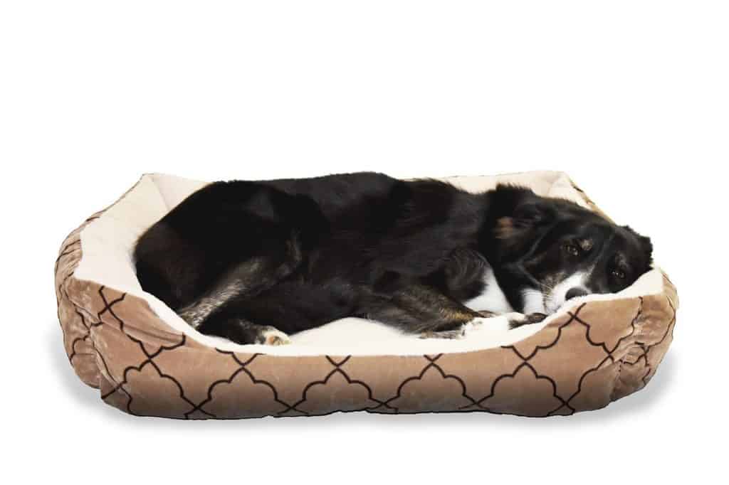 5 Best Waterproof Dog Beds in 2021 DoggOwner