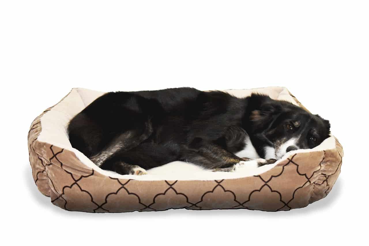 5 Best Waterproof Dog Beds In 2021, Best Waterproof Dog Bed Cover