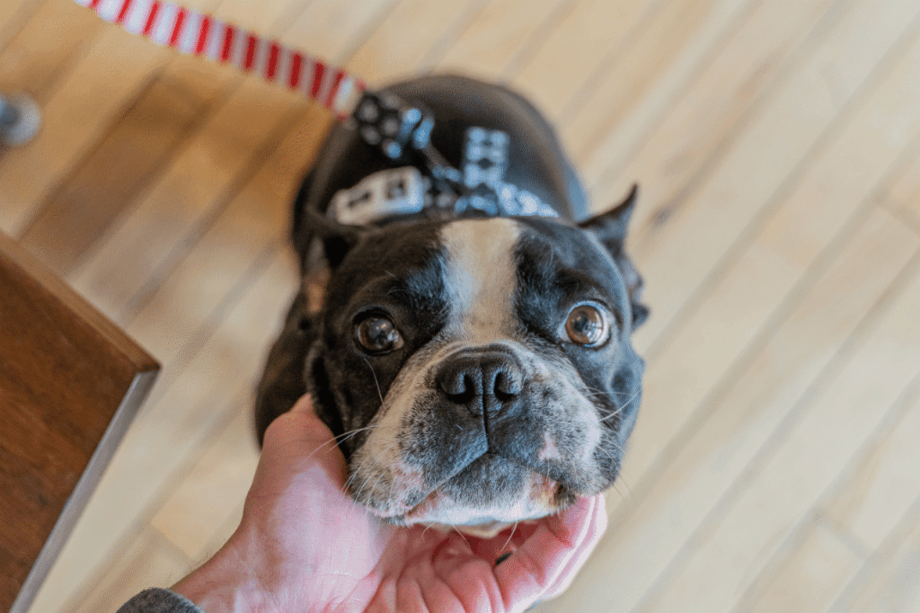 A boston terrier with a human scratching their neck