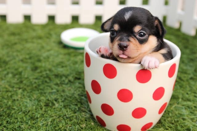 A chihuahua puppy sitting in a cup