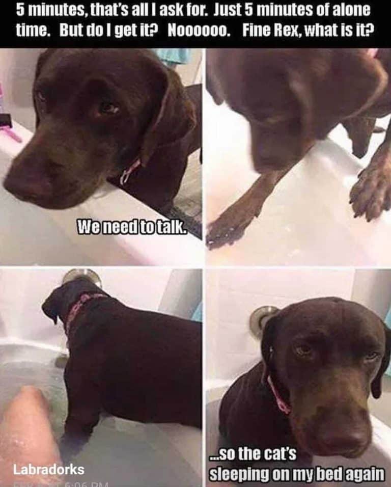 A dog stepping into the bathtub