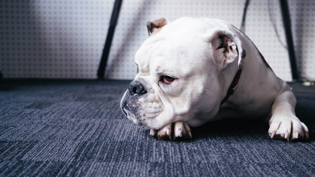 An english bulldog sitting on a patterned carpet floor