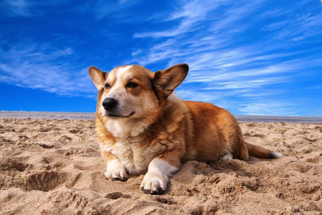 A pembroke welsh corgi laying on a beach in the sand