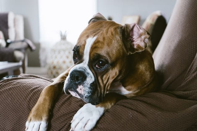 A boxer dog sitting on a couch