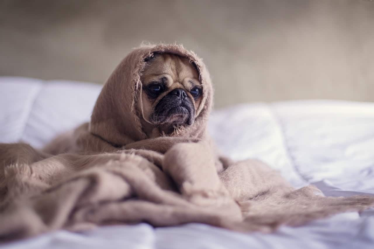 A sad pug wrapped in a blanket