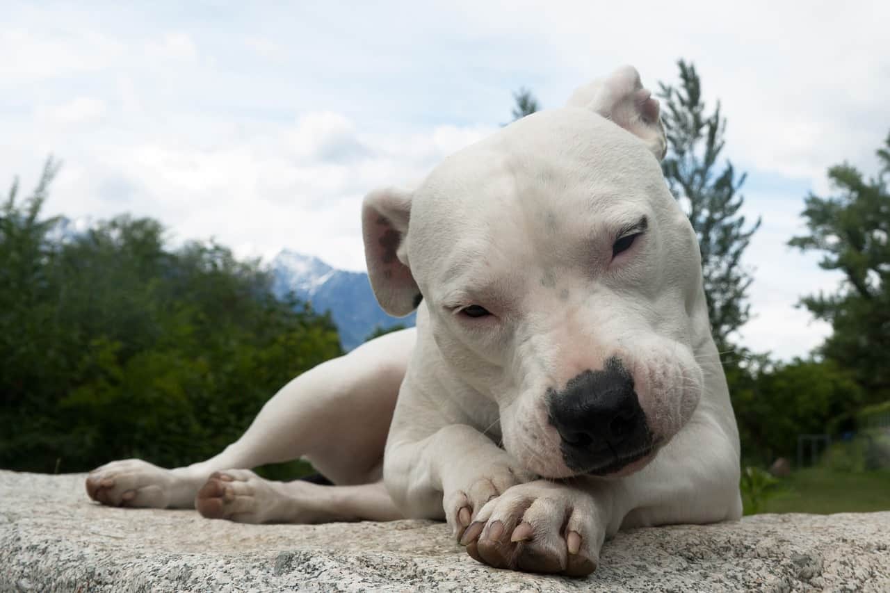 A Dogo Argentino Laying Down