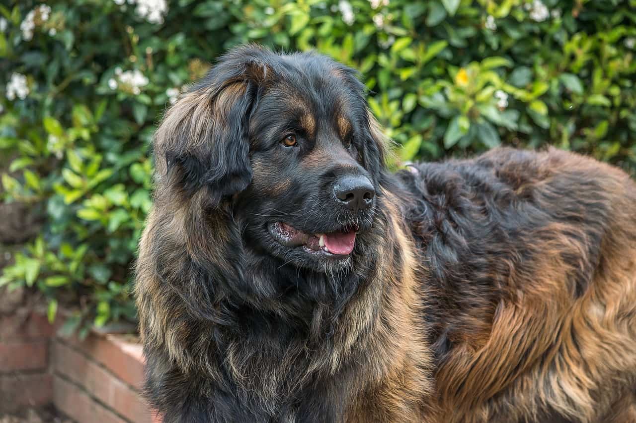 A Leonberger Standing Outside Next To Trees