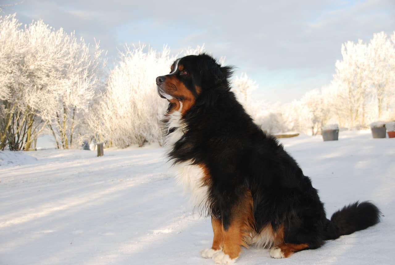 A Bernese Mountain Dog Sitting In Snow During The Winter