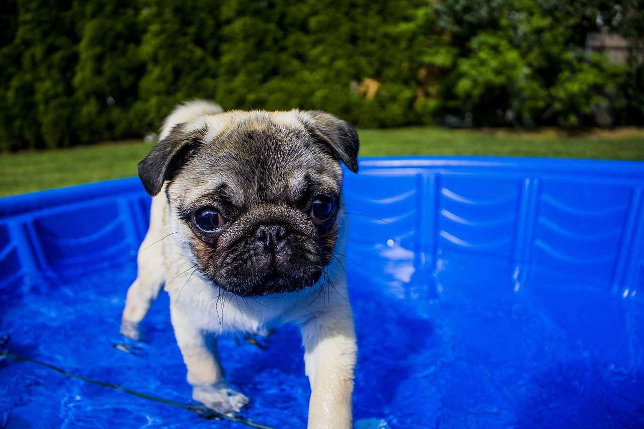 A Pug Swimming In A Portable Outdoor Pool