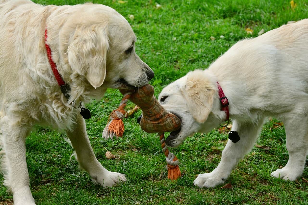 cheaper barkbox