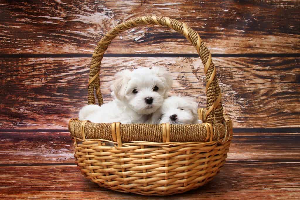 How To Potty Train A Puppy Fast - 9 Quick Tips | DoggOwner