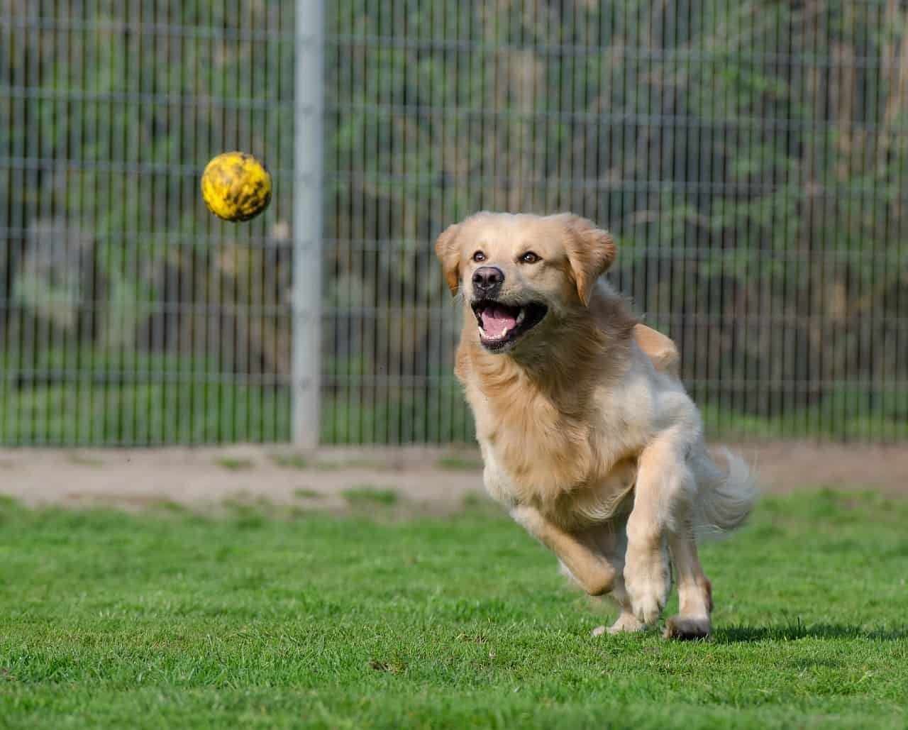 how-to-teach-a-dog-to-fetch-doggowner