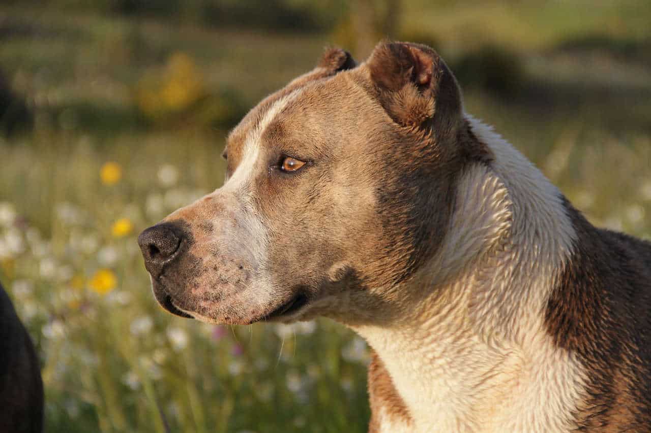 A pitbull standing in a field with flowers