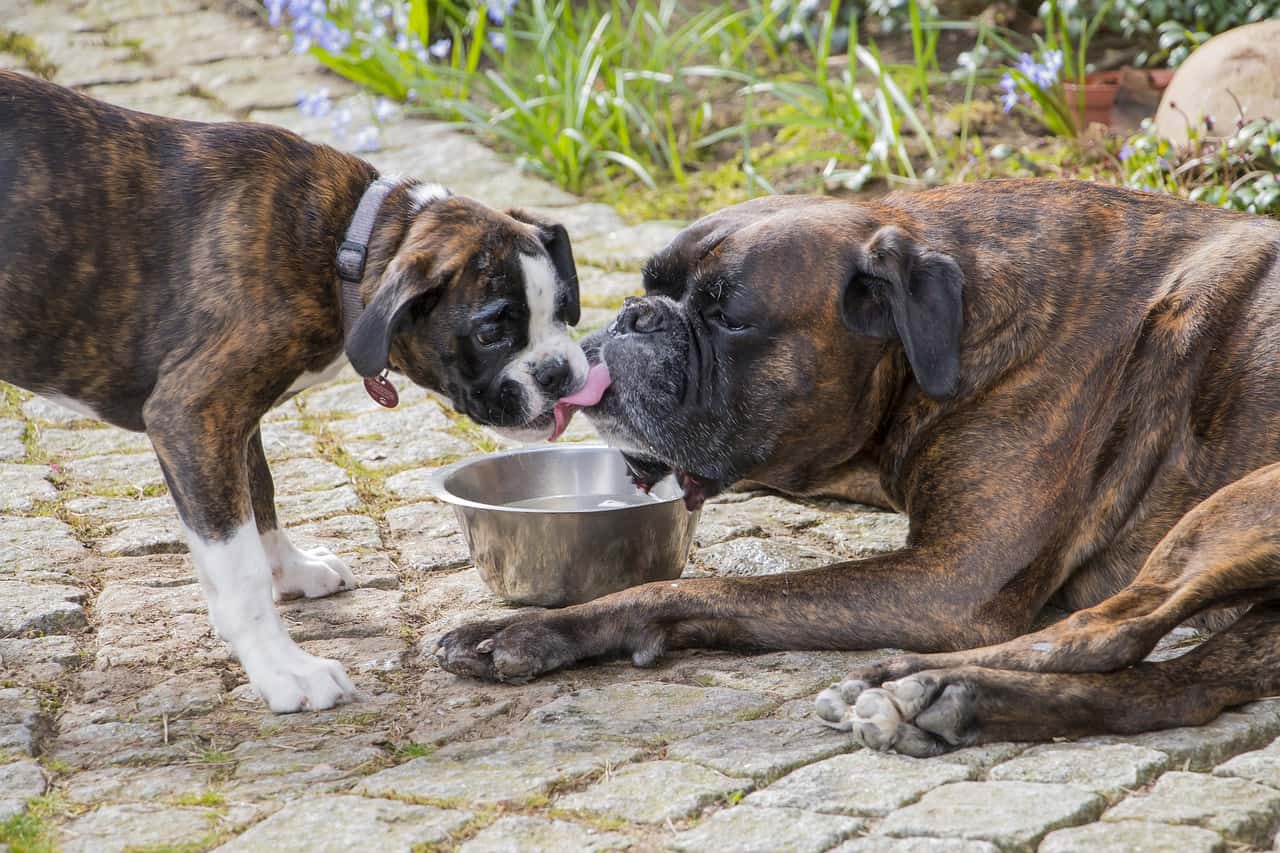 Two Boxer Dogs Drinking Water Together Outside