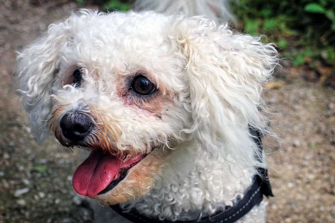 A white bichon frise with their tongue out looking to the side