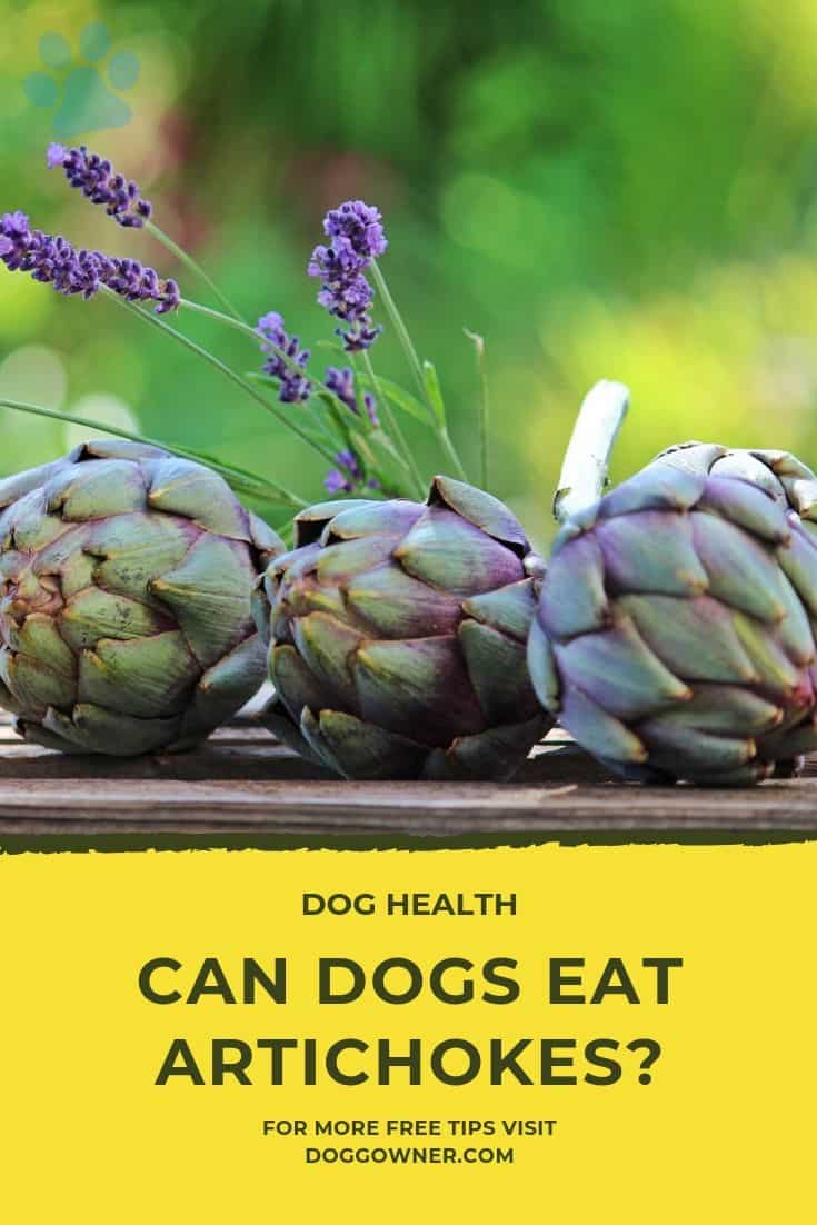 Can dogs eat artichokes Pinterest image
