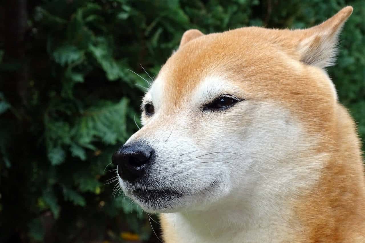 A golden Shiba Inu standing in front of dark green trees.