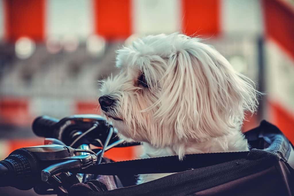 5 Best Dog Bike Carriers In 2021 | DoggOwner