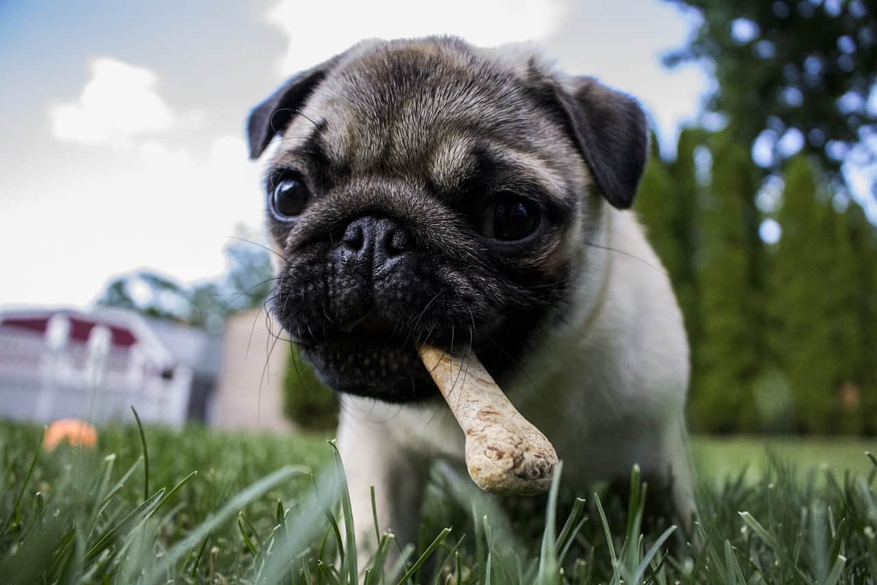 best dog bones for aggressive chewers