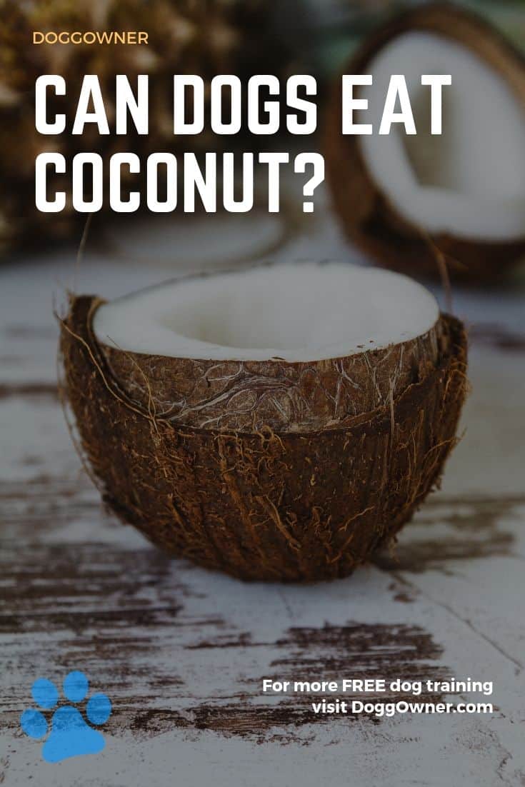 Can dogs eat coconut Pinterest image