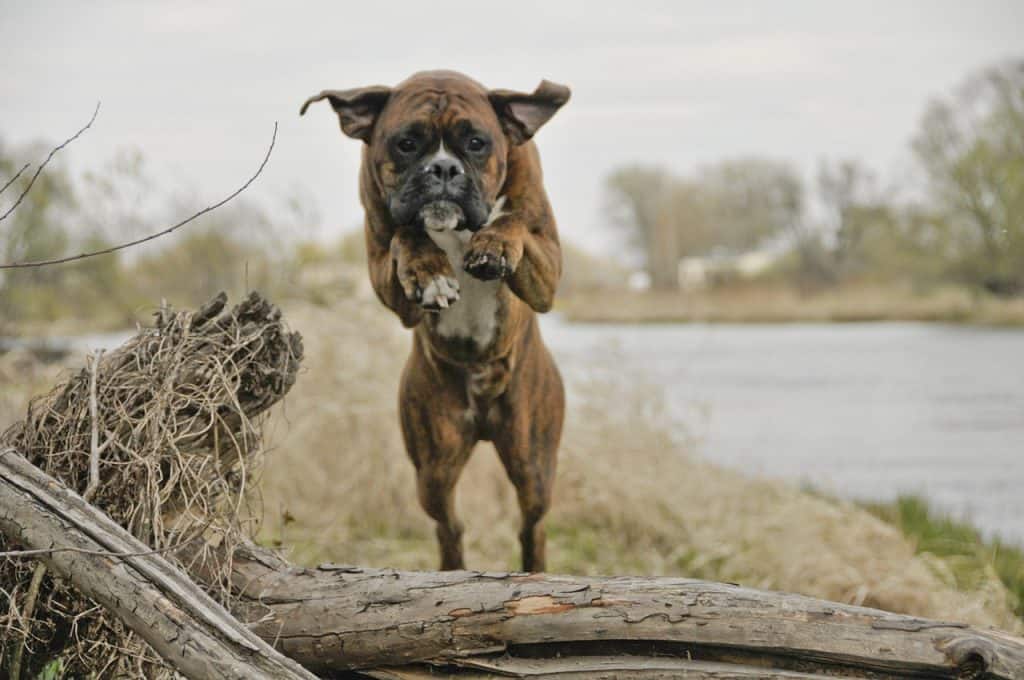 How to train your dog to not jump on people