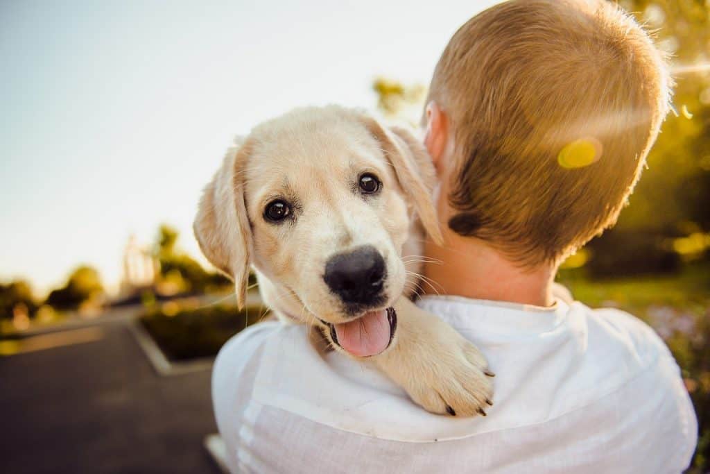 How To Tell Your Dog You Love Them | DoggOwner