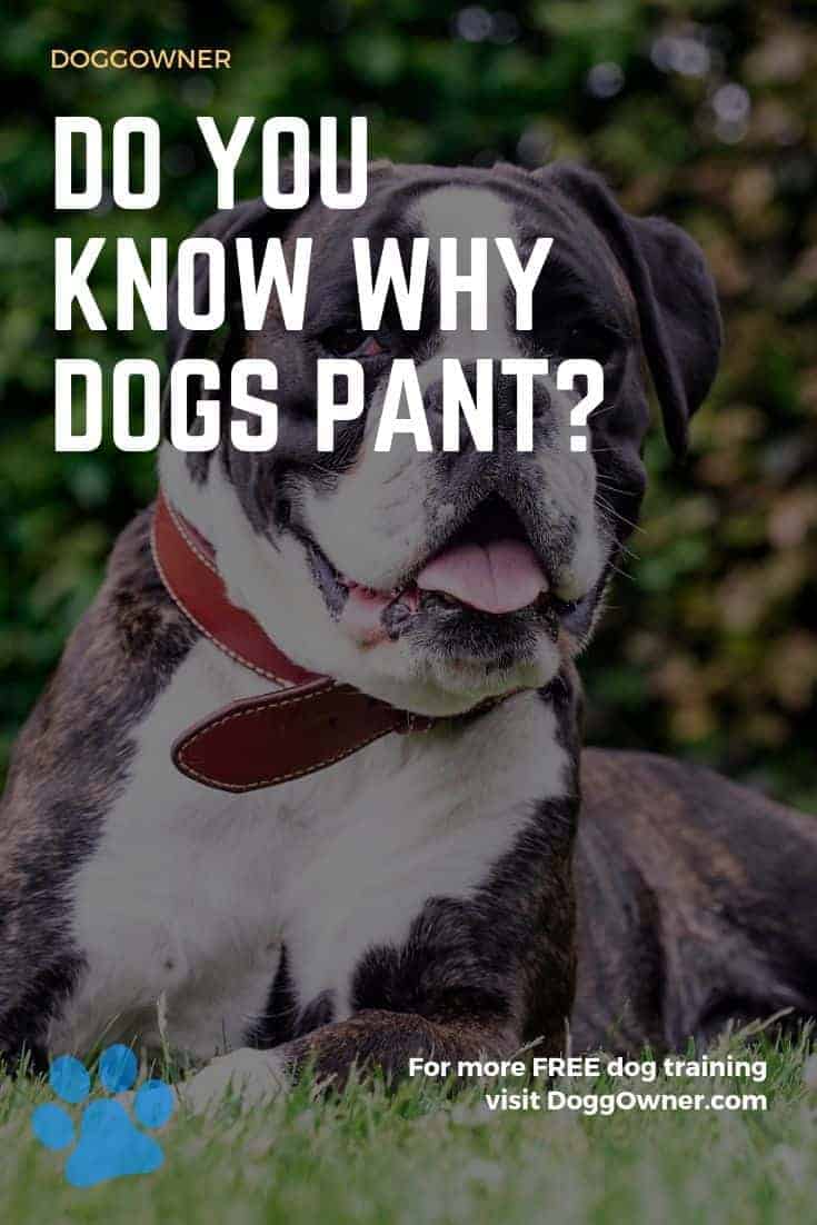 Why dogs pant Pinterest image
