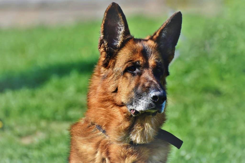 5 Best Dog Foods For German Shepherds In 2021 | DoggOwner