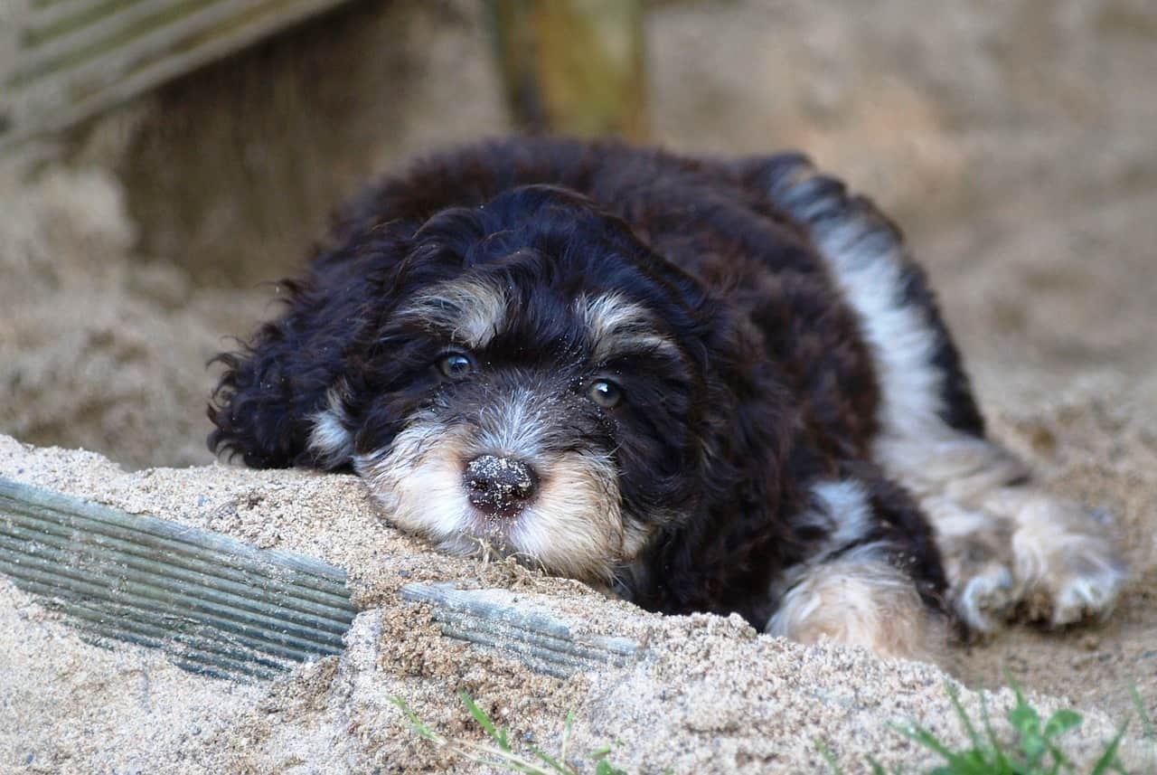 Are Aussiedoodles Hypoallergenic Doggowner