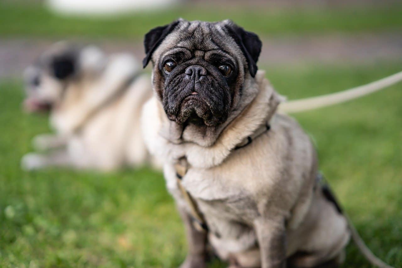 best brush for pug shedding