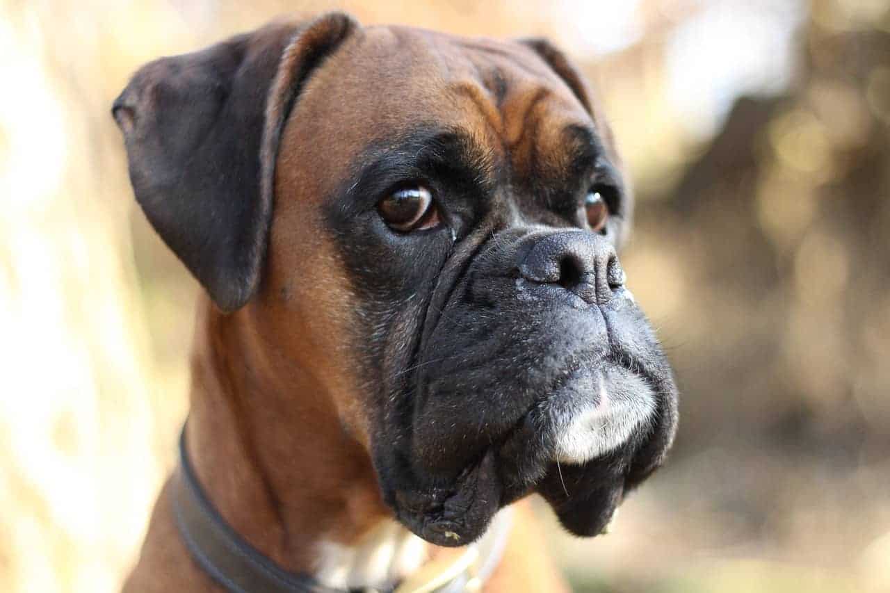 Are Boxers Hypoallergenic? | DoggOwner