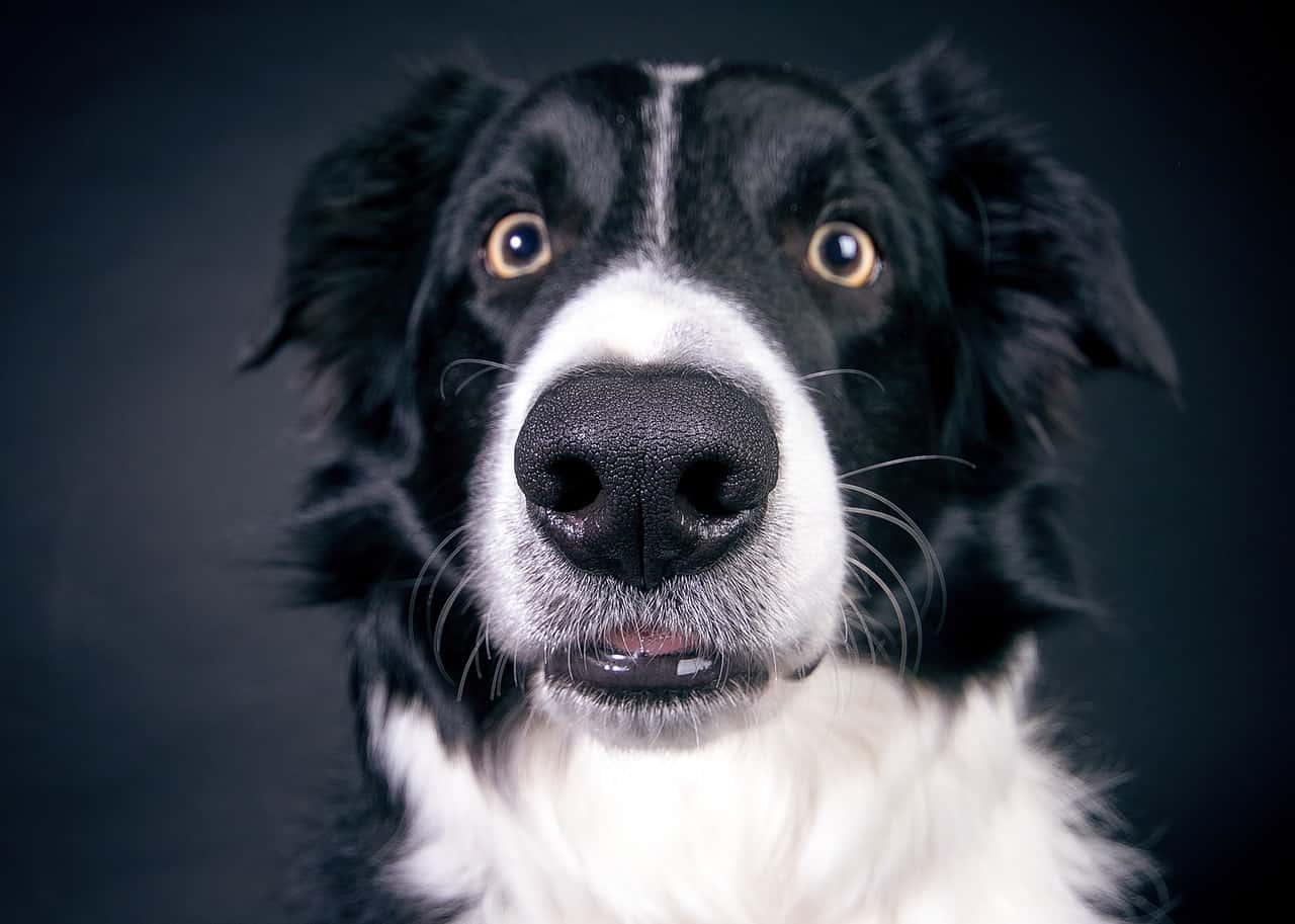 Why Does My Dog Circle Me - 3 Ways You Can Fix It | DoggOwner