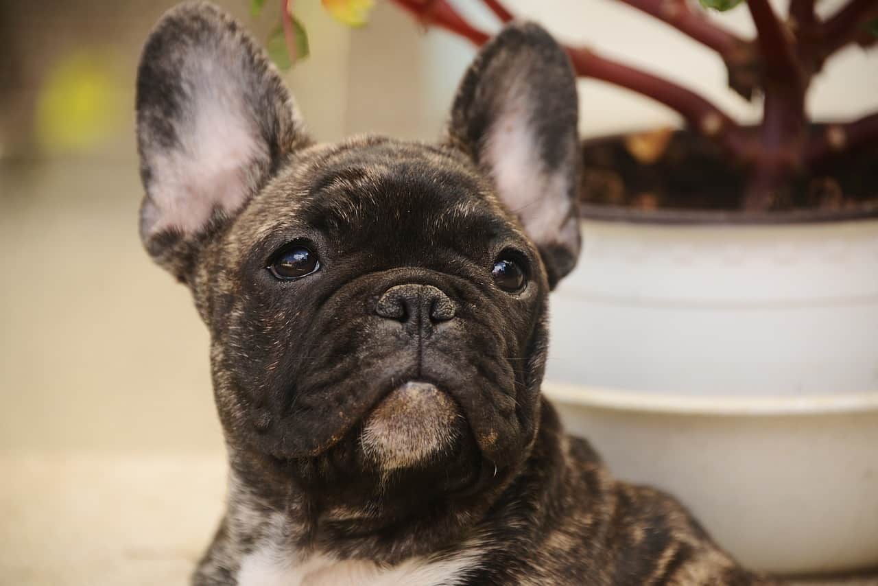 Are Frenchies Hypoallergenic? | DoggOwner