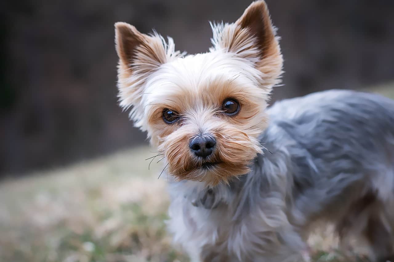 Are Yorkies Hypoallergenic Dogs? | DoggOwner