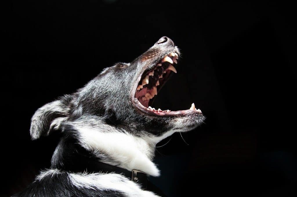 Why Does My Dog Freak Out When I Sneeze? | Doggowner